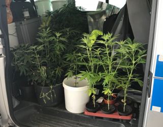 Indoor2 Cannabispflanzen